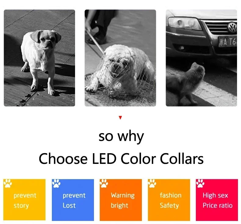 LED Multicolor Display Pet Dog Collars Programmable Multilingual Scrolling Customized Animations Rechargeable Glowing Necklace Innova Techno